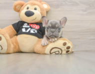 7 week old French Bulldog Puppy For Sale - Premier Pups