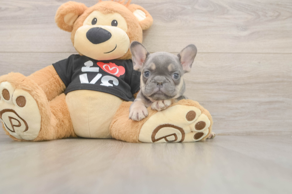 7 week old French Bulldog Puppy For Sale - Premier Pups