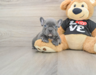 7 week old French Bulldog Puppy For Sale - Premier Pups