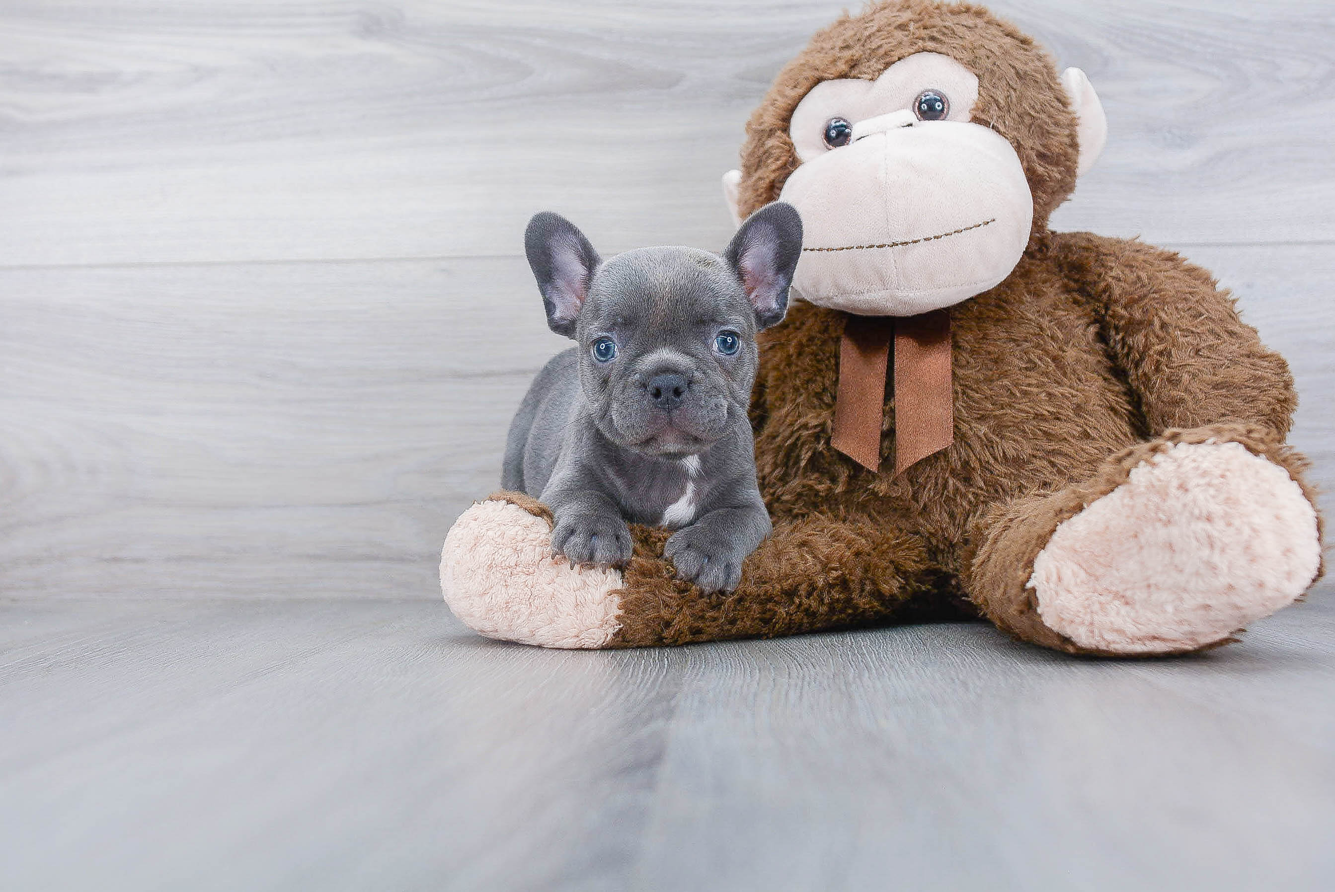French Bulldog Puppy for Adoption