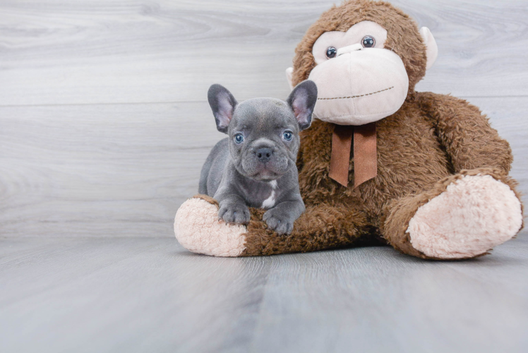 French Bulldog Puppy for Adoption