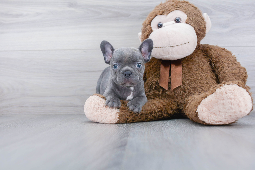 French Bulldog Puppy for Adoption