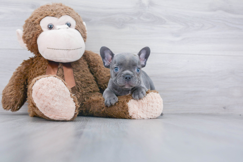 Little French Bulldog Purebred Pup