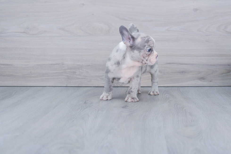 French Bulldog Pup Being Cute