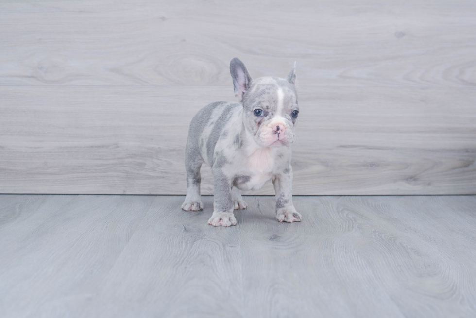 French Bulldog Pup Being Cute