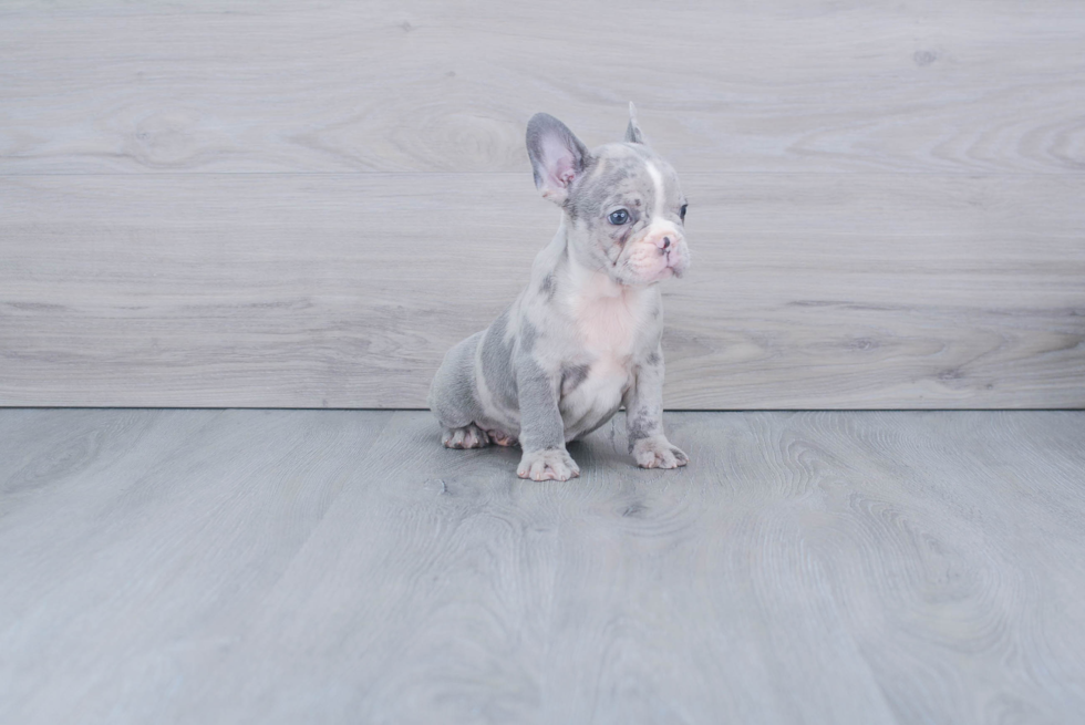 Friendly French Bulldog Purebred Pup