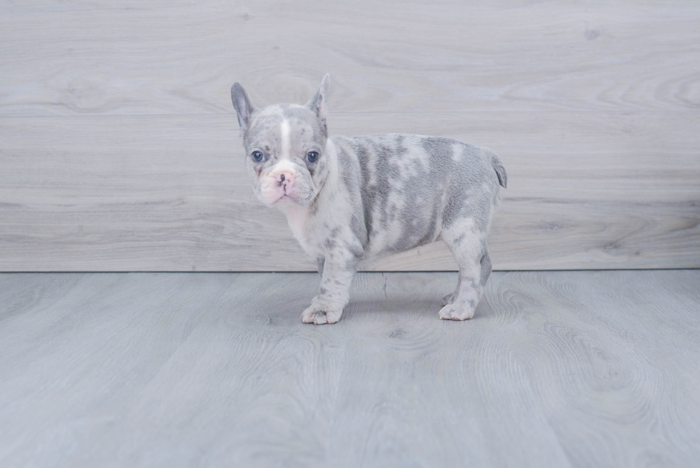 Akc Registered French Bulldog Purebred Pup