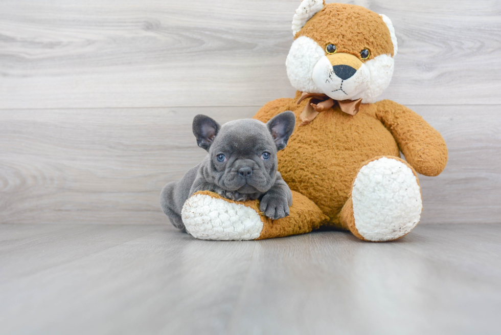 Happy Frenchie Purebred Puppy