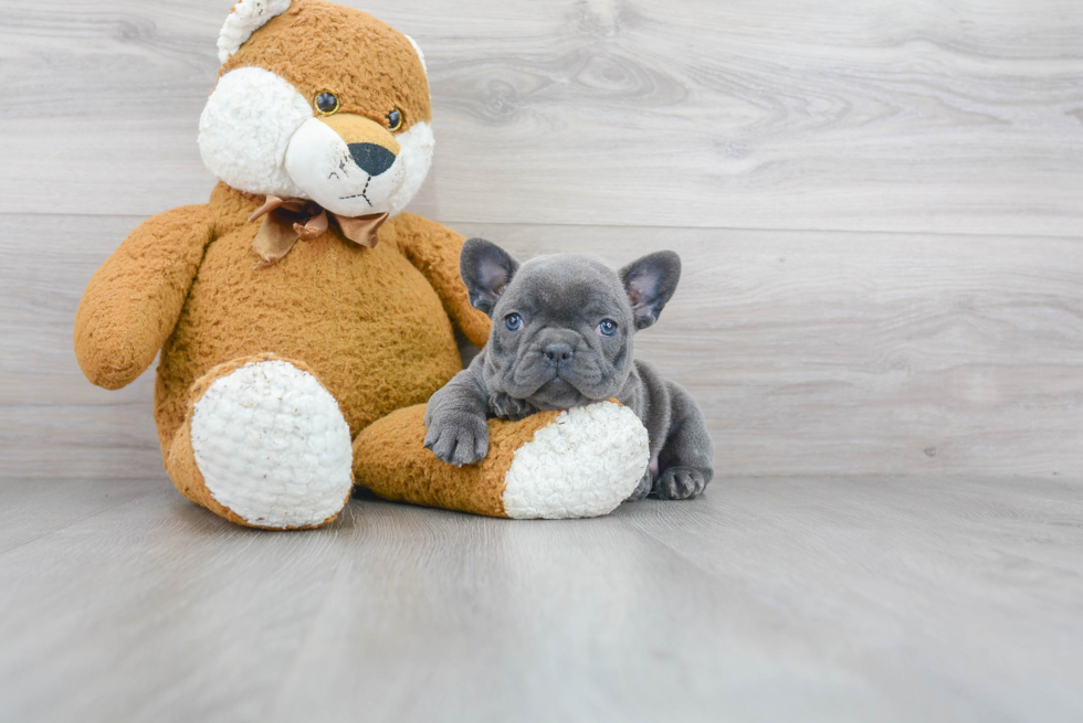 Best French Bulldog Baby