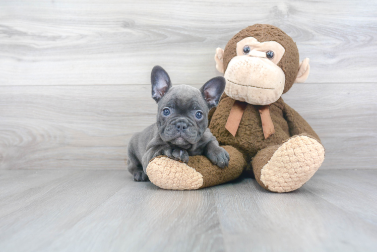 Little French Bulldog Baby