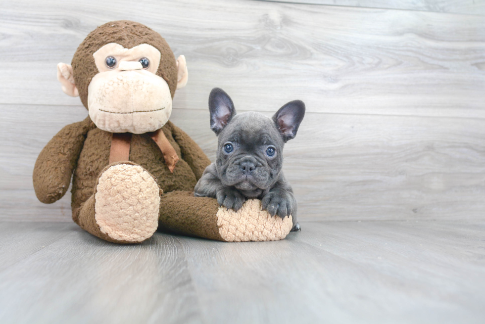 Akc Registered French Bulldog Baby