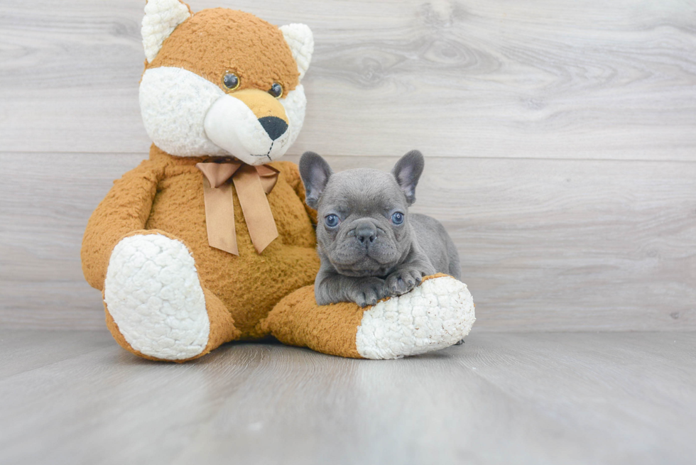 French Bulldog Puppy for Adoption