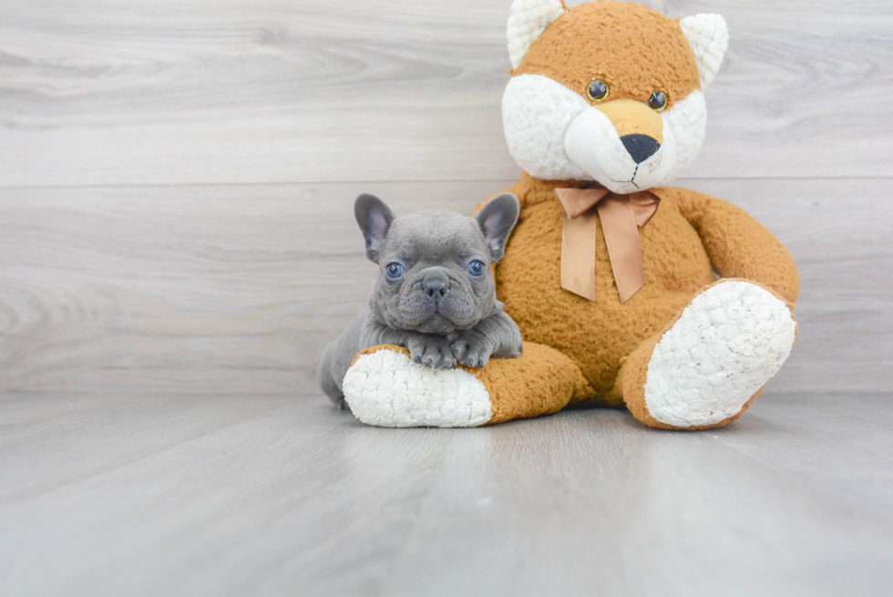 Fluffy Frenchie Purebred Puppy