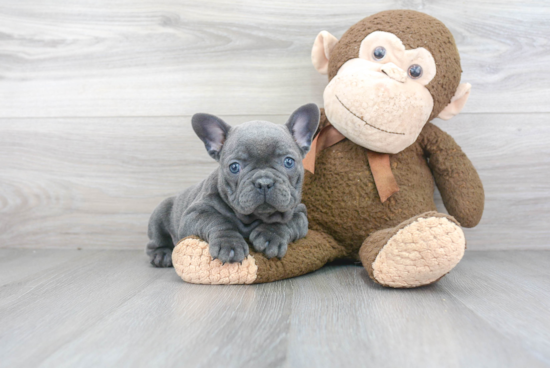 Akc Registered French Bulldog Baby