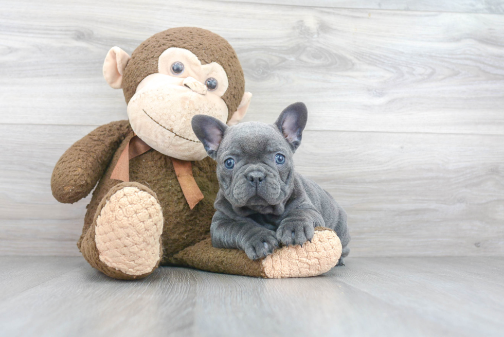 French Bulldog Puppy for Adoption