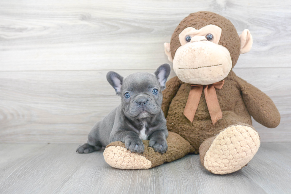 French Bulldog Puppy for Adoption