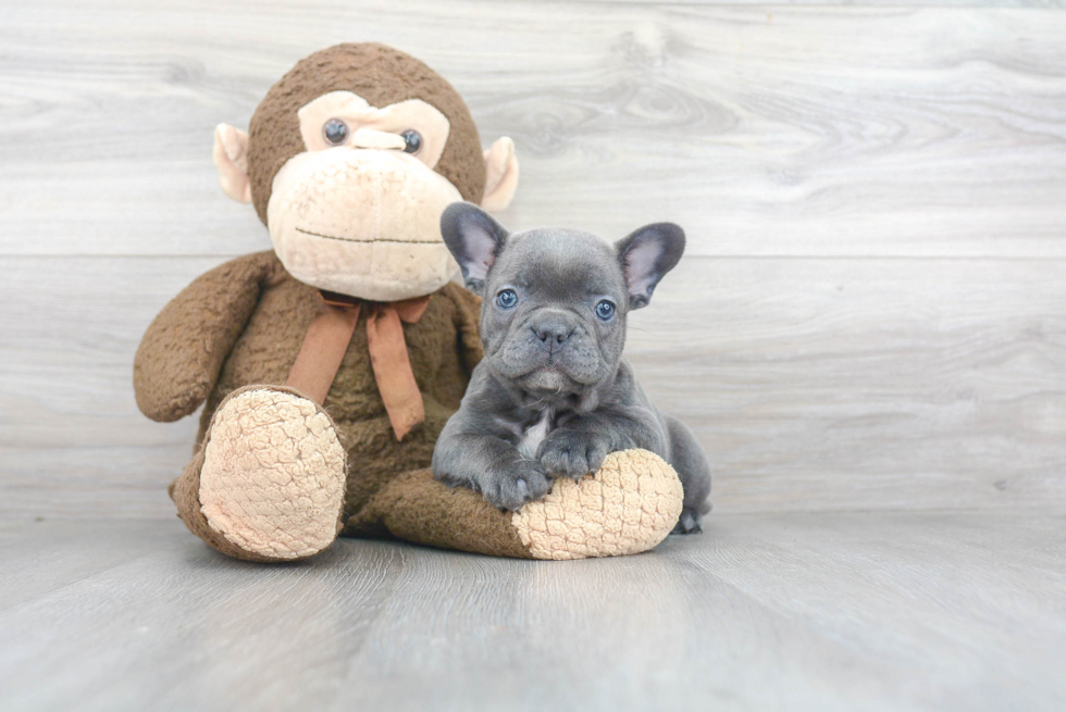 Smart Frenchie Purebred Puppy