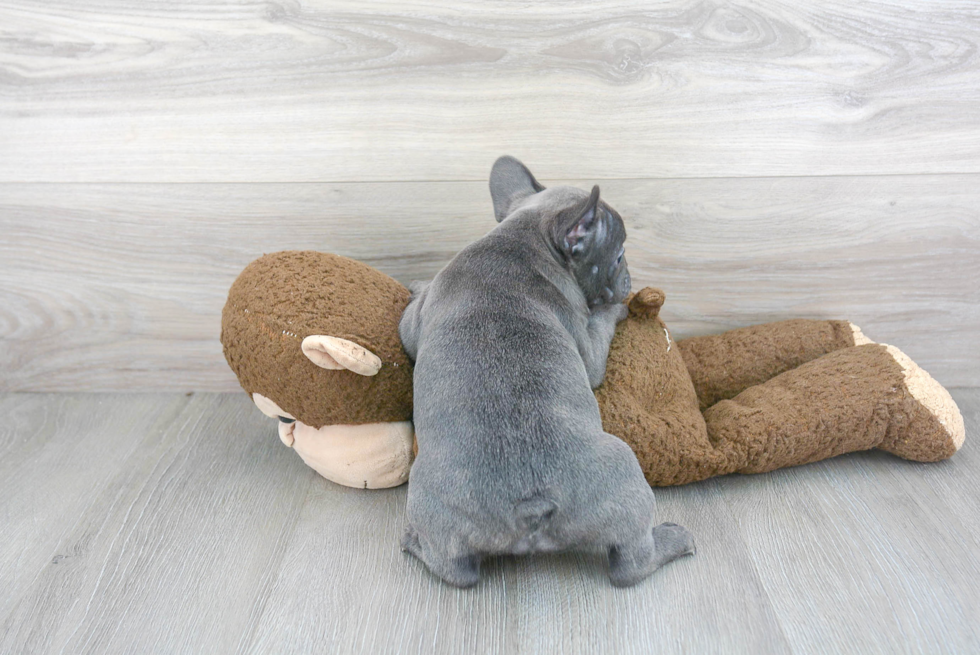 French Bulldog Pup Being Cute