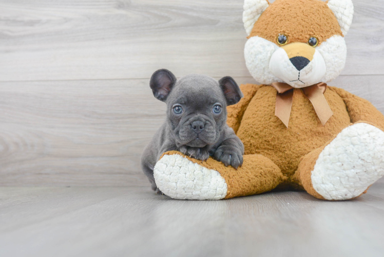 Fluffy Frenchie Purebred Puppy