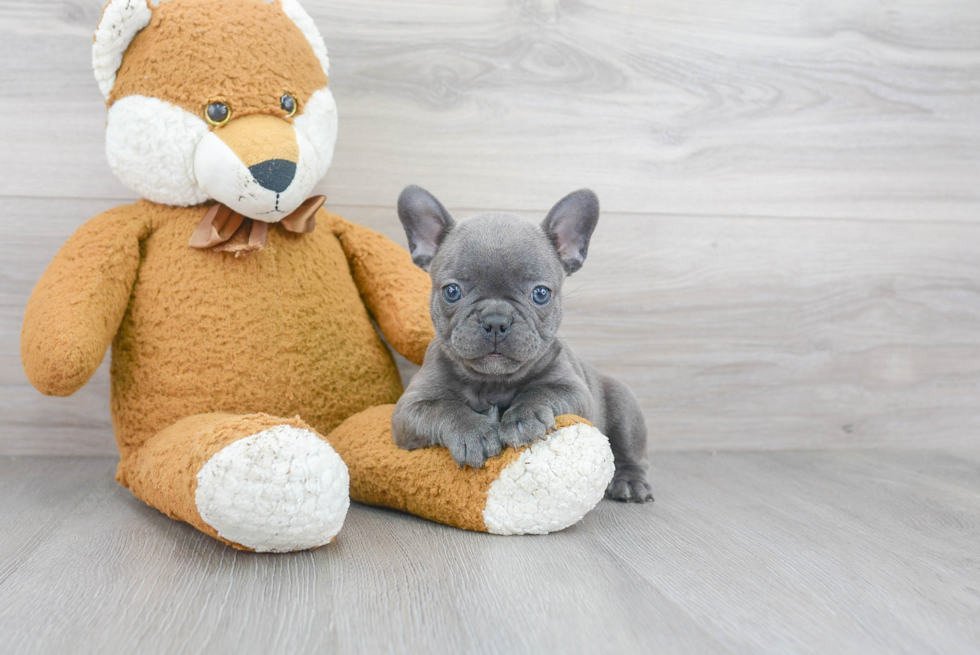 Cute Frenchie Purebred Puppy