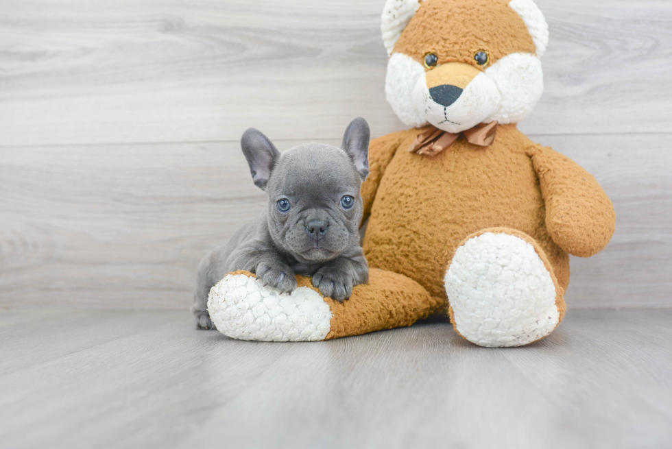 French Bulldog Puppy for Adoption