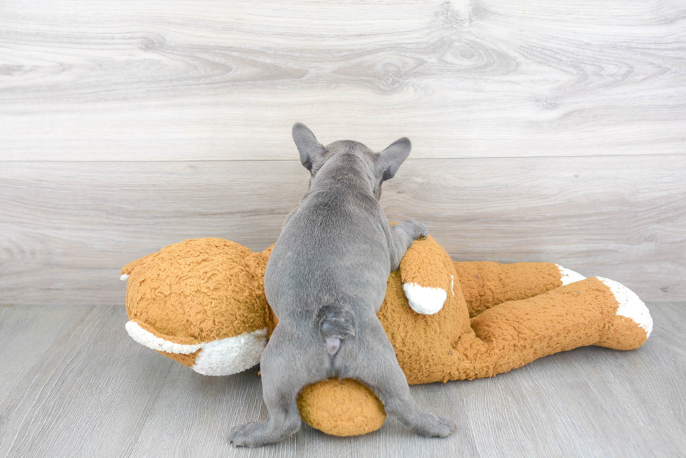 Hypoallergenic French Bulldog Baby