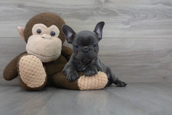 Fluffy Frenchie Purebred Puppy