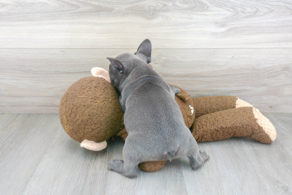 Smart Frenchie Purebred Puppy