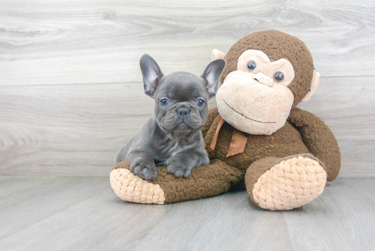 Playful French Bulldog Purebred Pup