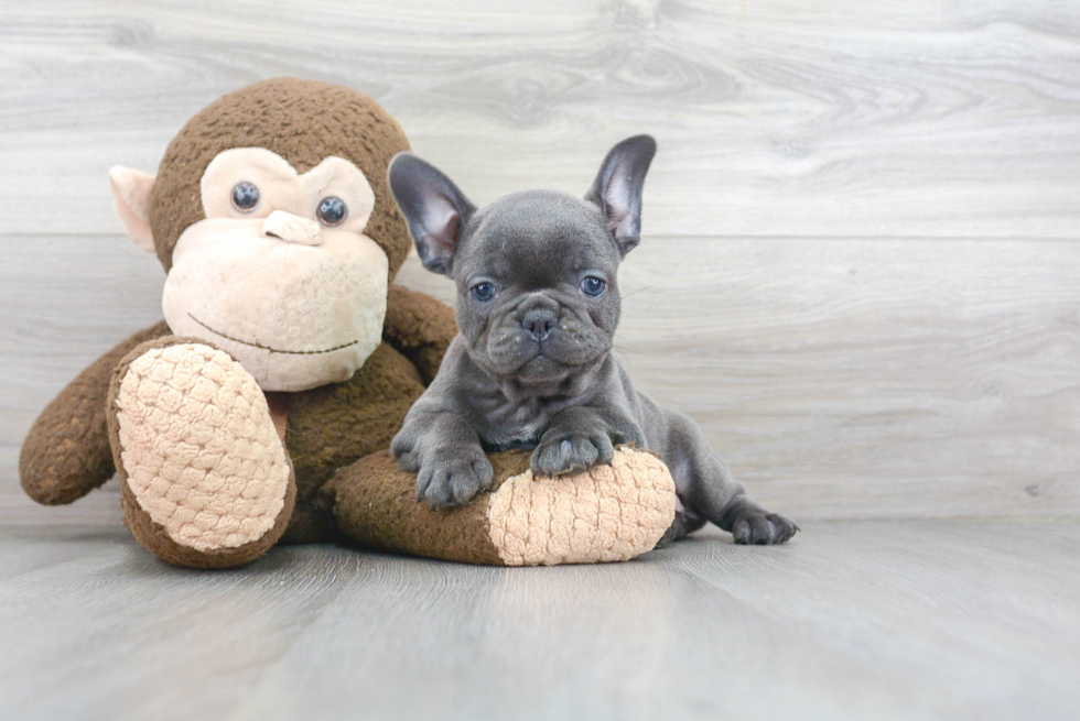 Best French Bulldog Baby