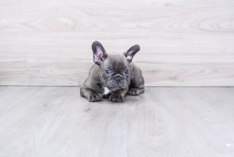 Little French Bulldog Purebred Pup