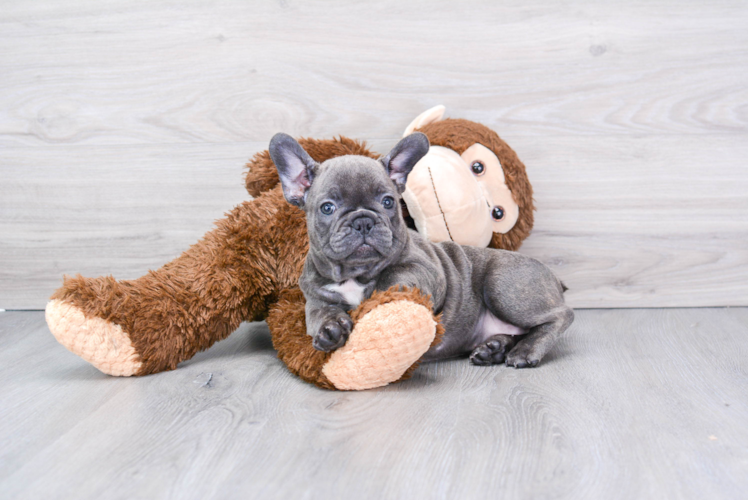 French Bulldog Puppy for Adoption