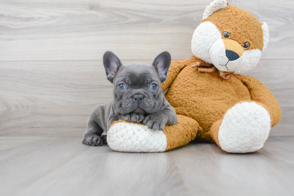 Friendly French Bulldog Purebred Pup