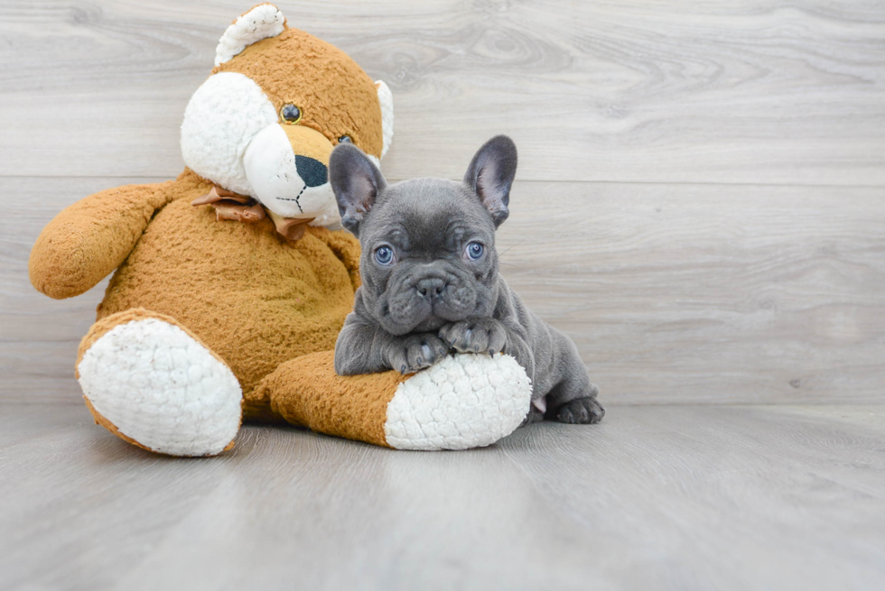 French Bulldog Pup Being Cute