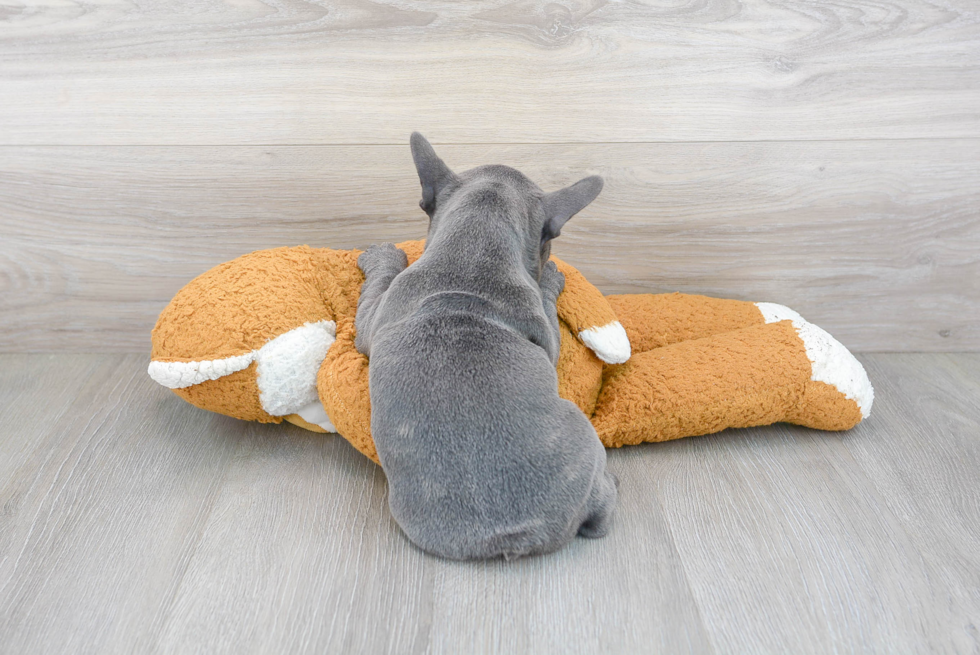 Adorable Frenchie Purebred Puppy