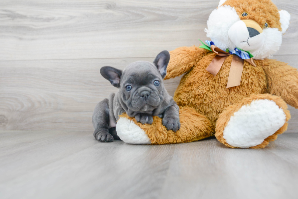 Friendly French Bulldog Baby