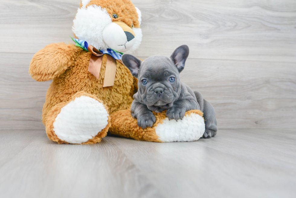 French Bulldog Pup Being Cute