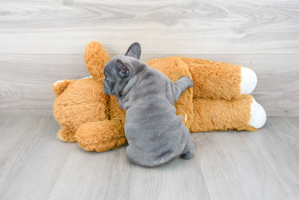 French Bulldog Pup Being Cute