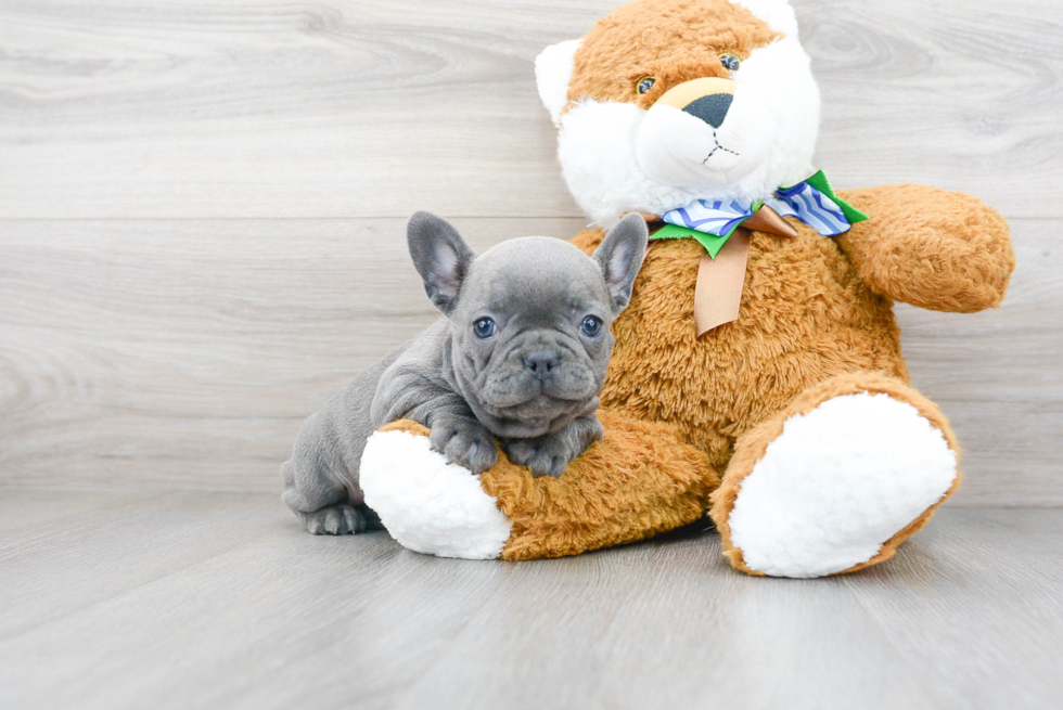 Akc Registered French Bulldog Baby