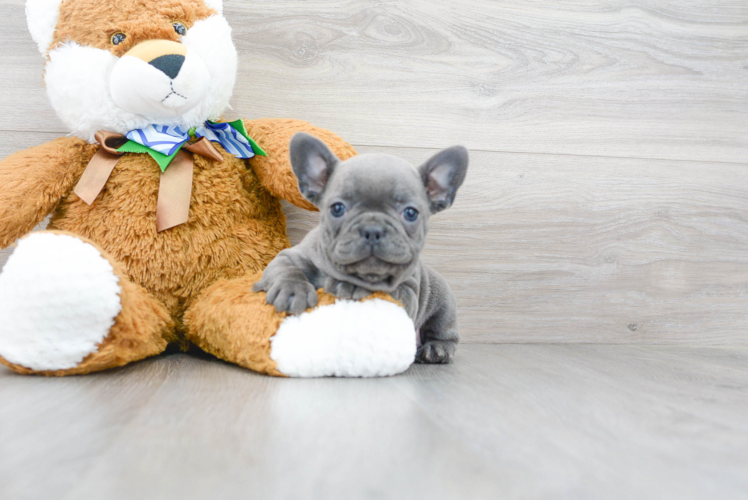 Petite Frenchie Purebred Puppy