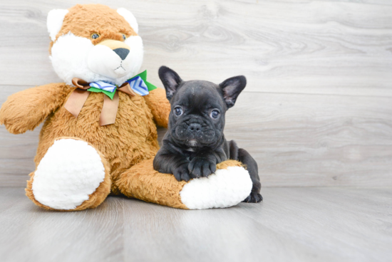 Sweet Frenchie Purebred Puppy