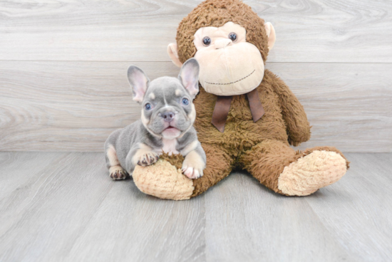 Cute Frenchie Purebred Puppy