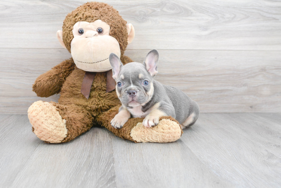 Little French Bulldog Purebred Pup