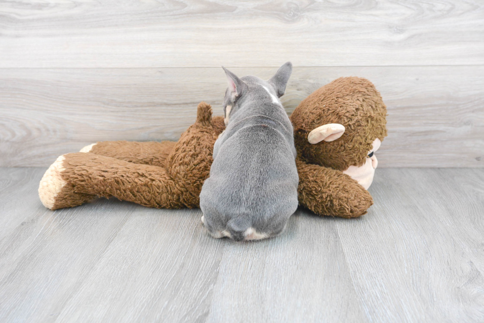 French Bulldog Pup Being Cute