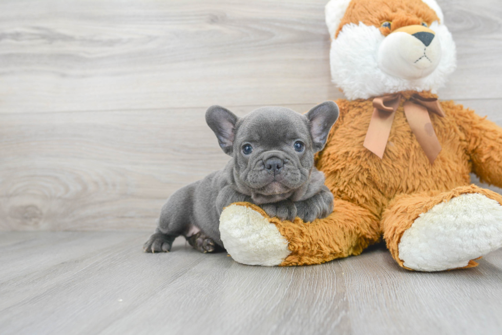 Best French Bulldog Baby