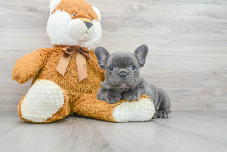 Small French Bulldog Baby