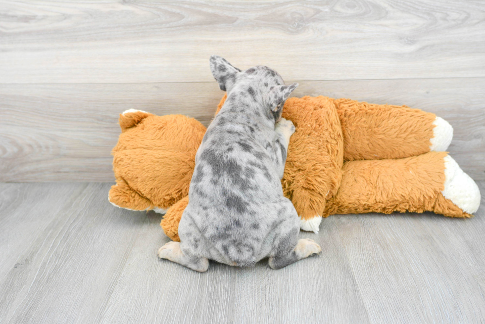 Playful French Bulldog Baby