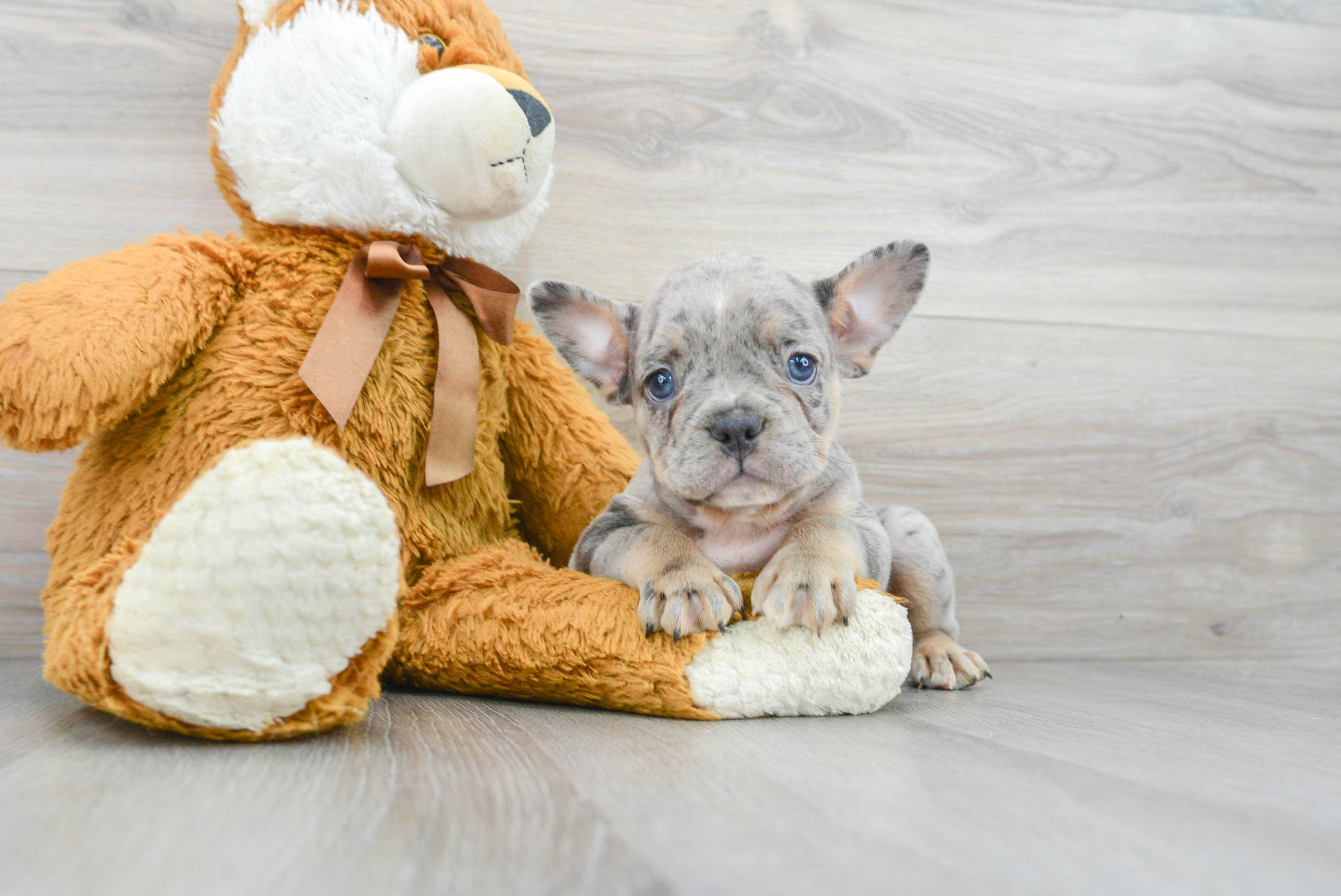 Friendly French Bulldog Baby