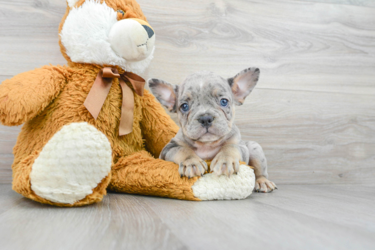 Friendly French Bulldog Baby