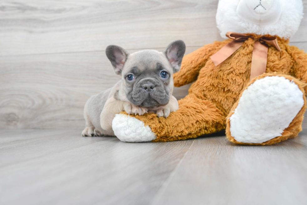 French Bulldog Puppy for Adoption